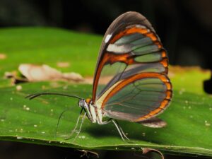 A close up of a butterfly on a leaf