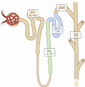 Grok magnesium reabsorption along the nephron the glomerulus filters the blood and